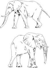large full-length elephant drawn in ink by hand on a white background 