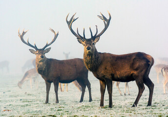 Red Deer Stags in the Mist