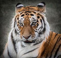 Tiger Portrait