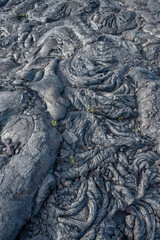 USA, Hawaii, Big Island of Hawaii. Hawaii Volcanoes National Park, Hardy ferns growing on pahoehoe lava flow, near Chain of Craters Road.
