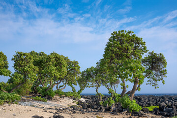 Fototapeta na wymiar USA, Hawaii, Big Island of Hawaii. Kohanaiki Beach Park, Low growing sea purslane and seaside heliotrope trees near sandy beach and lava flow.