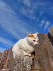 White cat sitting on wood fence post