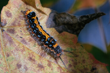 close up of caterpillar