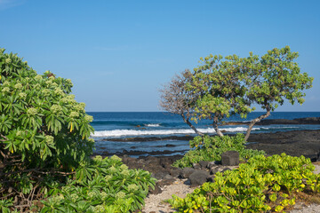 USA, Hawaii, Big Island of Hawaii. Kohanaiki Beach Park, Seaside heliotrope trees, lava flow and ocean in early morning.