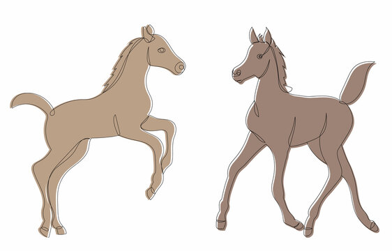 foals sketch line drawing, vector