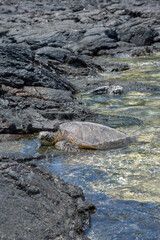 Fototapeta na wymiar USA, Hawaii, Big Island of Hawaii. Kekaha Kai State Park (aka Kona Coast State Park), Endangered green sea turtle at Mahaiula Bay.