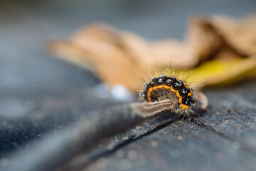 caterpillar on a leaf