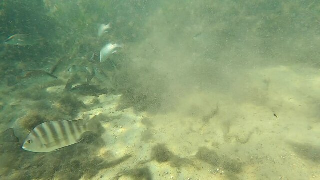 An Atlantic Stingray (Hypanus sabinus) trying to settle down in the sandy bottom of a Florida spring, is harassed out of the area by dozens of Mangrove Snappers.