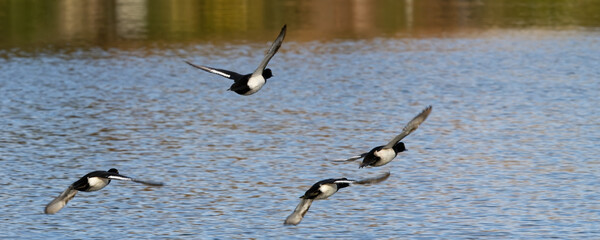Fuligule morillon -aythya fuligula