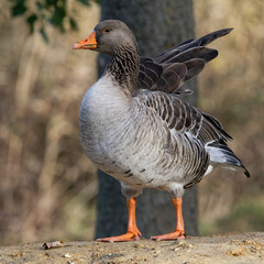 oie domestique