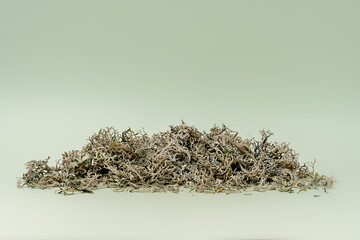 dried useful moss on a green background, natural antibiotic