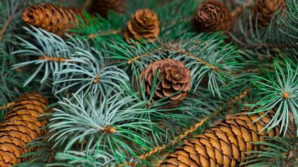 Naklejka na ściany i meble Spruce branches and spruce cones. Image with selective focus