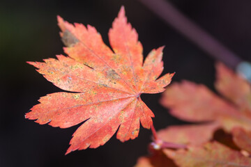 red maple leaf