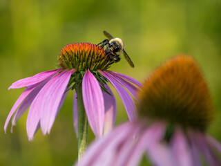 Bumblebee on coneflower, Day Preserve, Illinois
