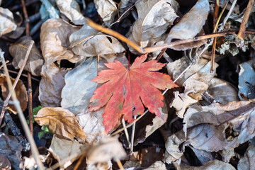 autumn leaves on the ground
