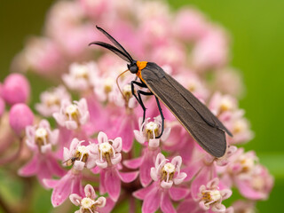 Moth on swamp milkweed, Day Preserve, Illinois