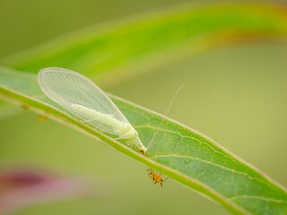 lacewing and aphid on swamp milkweed leaf, Day Preserve, Illinois