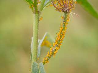 Aphids on swamp milkweed, Day Preserve, Illinois