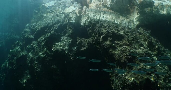 Flathead grey mullet underwater Striped Mullet (Mugil cephalus) underwater ocean scenery around rocks