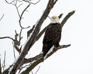 Bald Eagle staring.