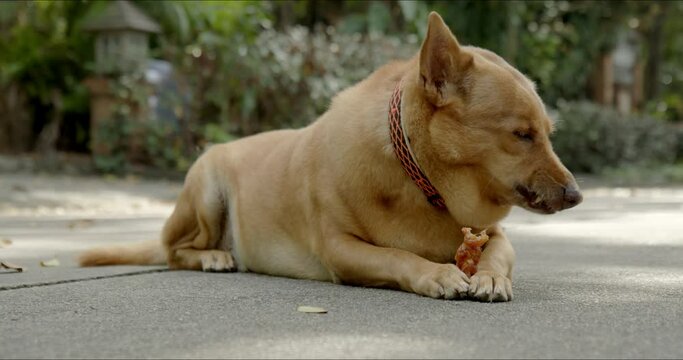 Authentic cute portrait of brown dog enjoys eating chicken jerky. Pet food, snack, and product concept.