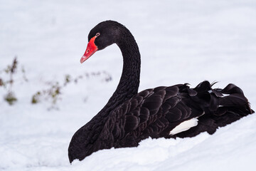 Obraz premium Black swan (Cygnus atratus) in the snow. Beautiful west australian black swan in winter.
