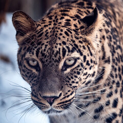Persian leopard (Panthera pardus saxicolor) in winter.