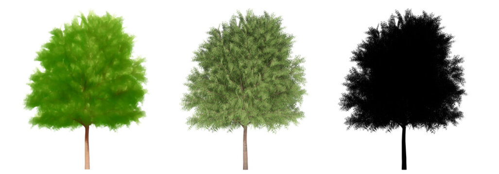 Set or collection of Australian Willow trees, painted, natural and as a black silhouette on white background. Concept or conceptual 3d illustration for nature, ecology and conservation, strength
