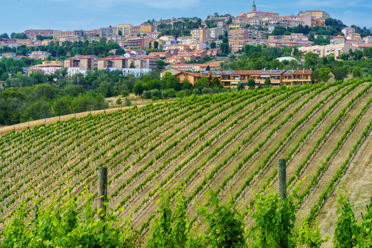 View of Camerano, Ancona province, and vineyards