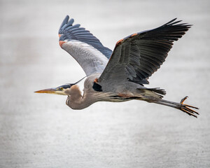 Great blue heron flying across lake