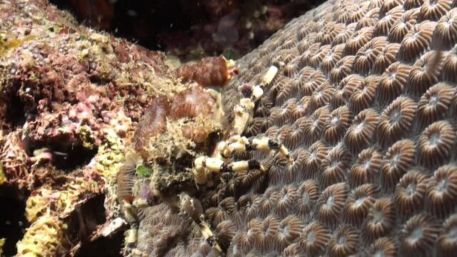 Corallimorph decorator crab hides under a coral block during night. Body covered with marine organisms, legs have black and white banded pattern. Plankton in the water