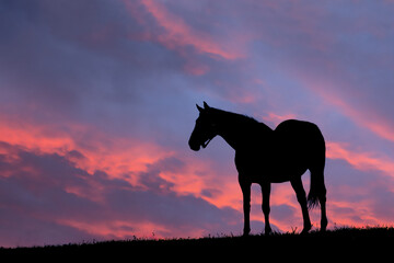 Thoroughbred horse silhouetted at sunrise, Lexington, Kentucky