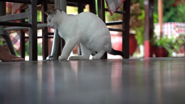 Cat walking around in a restaurant, looking for some food