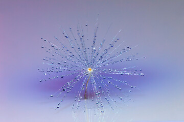 Single dandelion seed floating on water with dewdrops, Kentucky