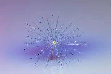 Rolgordijnen Single dandelion seed floating on water with dewdrops, Kentucky © Danita Delimont