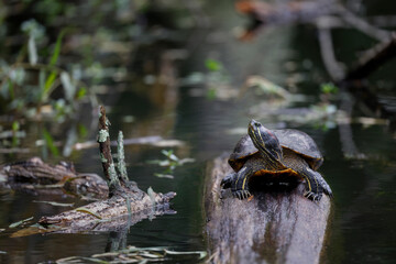 Red-eared slider, Creasey Mahan Nature Preserve, Kentucky