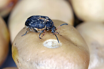 Bruchus rufimanus, commonly known as the broad bean weevil, broad bean beetle, or broad bean seed beetle is a weevil which inhabits crops and fields, as well as some homes. It is a pest of faba beans