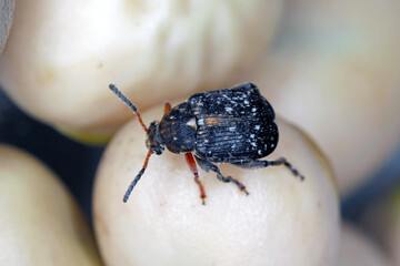 Bruchus rufimanus, commonly known as the broad bean weevil, broad bean beetle, or broad bean seed...