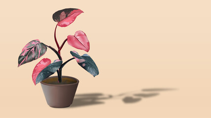  Pink Princess Philodendron
