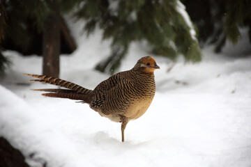 a portrait of golden pheasant walking in snow