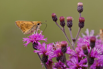 Sachem skipper on ironweed, Creasey Mahan Nature Preserve, Kentucky