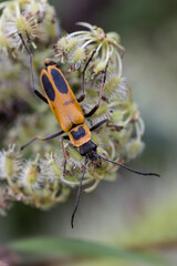 Goldenrod soldier beetle or Pennsylvania Leatherwing, Creasey Mahan Nature Preserve, Kentucky