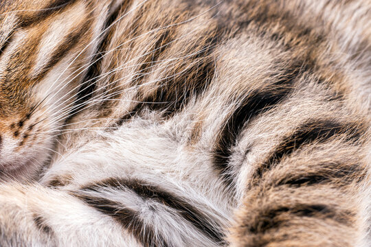 Colorful striped kitten fur close-up. Macro image of cat fur.