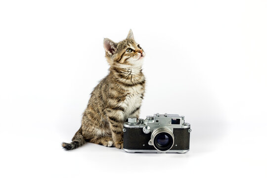 Little cute kitten with vintage photo camera on white background.