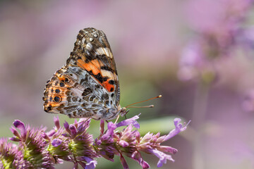 Painted lady butterfly, Creasey Mahan Nature Preserve, Kentucky