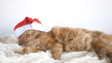 A big red cute Maine Coon cat as a tiger with a Christmas hat, sitting on a plaid.