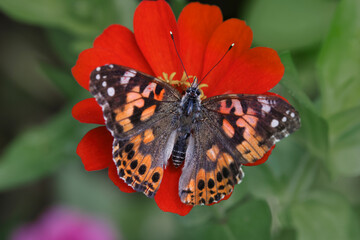Painted lady butterfly, Creasey Mahan Nature Preserve, Kentucky