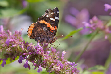 Fototapeta na wymiar Painted lady butterfly, Creasey Mahan Nature Preserve, Kentucky