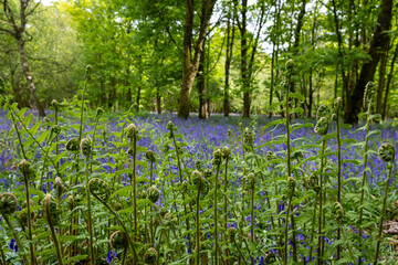 Fern frond foreground Bluebell background captured in England Spring time.