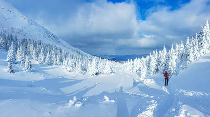 Panoramic landscape of a snowy forest in the mountains on a sunny winter day whis. Ukrainian Carpathians, near Mount Petros, there is one tourist.